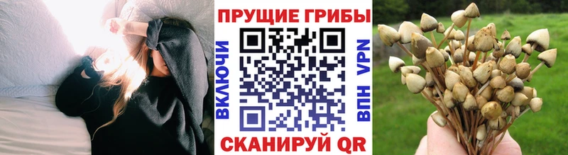 продажа наркотиков  Оренбург  блэк спрут как войти  Псилоцибиновые грибы прущие грибы 